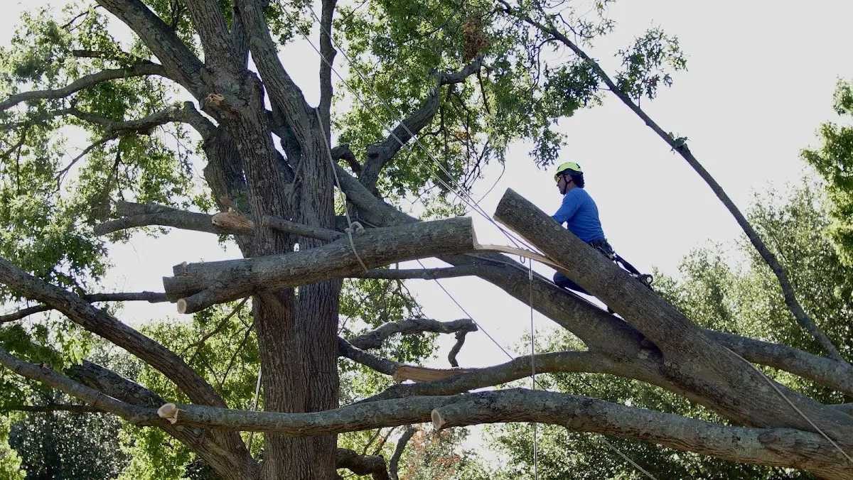 Professional Crown Thinning performed by certified arborists in Elgin